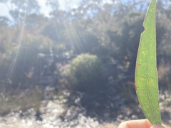 Eucalyptus stricta