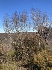 Eucalyptus stricta