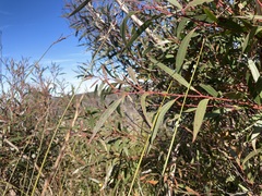 Eucalyptus stricta