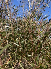 Eucalyptus stricta