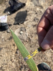 Eucalyptus stricta