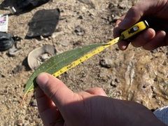 Eucalyptus stricta