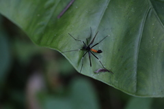Tipula holoserica