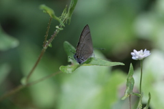 Rapala varuna formosana