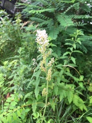 Astilbe microphylla