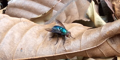 Hypopygiopsis