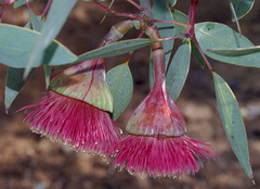 Eucalyptus pyriformis
