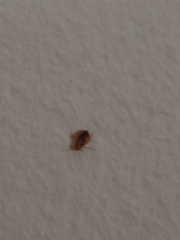 Cimex lectularius