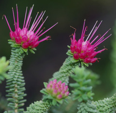 Darwinia oldfieldii