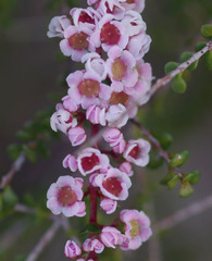Scholtzia parviflora