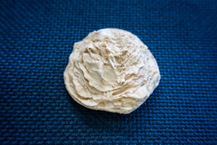 Pseudochama gryphina