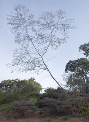 Eucalyptus pendens