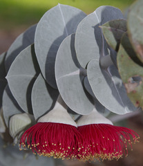 Eucalyptus rhodantha