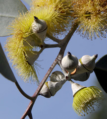 Eucalyptus woodwardii