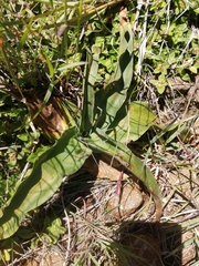 Schizocarphus nervosus