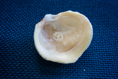 Pseudochama gryphina