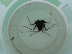 Paraphrynus carolynae