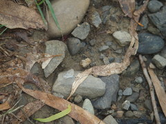 Pseudozizeeria maha okinawana