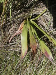 Schizocarphus nervosus