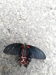 Papilio thaiwanus