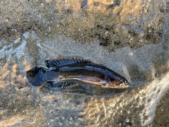 Acanthoclinus marilynae