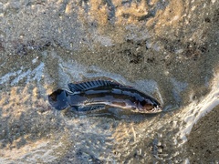 Acanthoclinus marilynae