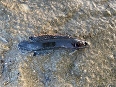 Acanthoclinus marilynae