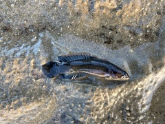 Acanthoclinus marilynae