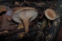Singerocybe