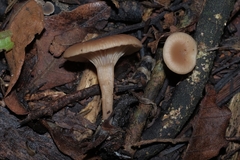 Singerocybe
