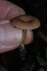Singerocybe
