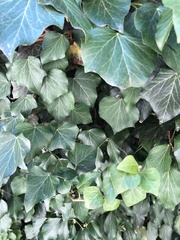 Hedera helix