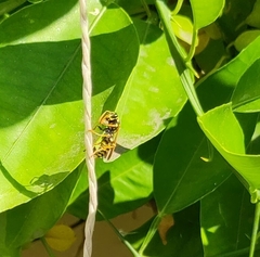 Polistes dominula