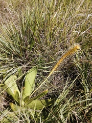 Schizocarphus nervosus