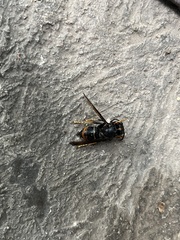 Vespa velutina