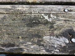 Metrosideros excelsa