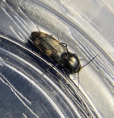 Paracardiophorus