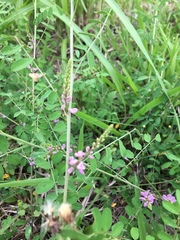 Indigofera pseudotinctoria