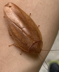 Pseudophoraspis nebulosa