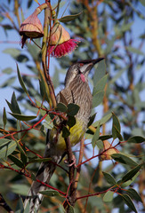 Eucalyptus pyriformis