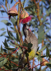 Eucalyptus pyriformis