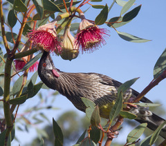 Eucalyptus pyriformis