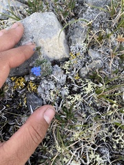 Eritrichium aretioides