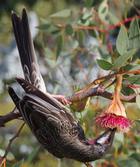 Eucalyptus pyriformis