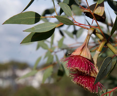Eucalyptus pyriformis