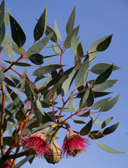 Eucalyptus pyriformis