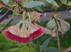 Eucalyptus pyriformis