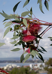 Eucalyptus pyriformis