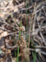 Juncus gregiflorus