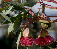 Eucalyptus pyriformis